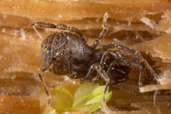Media type: image; Invertebrate Zoology 138093